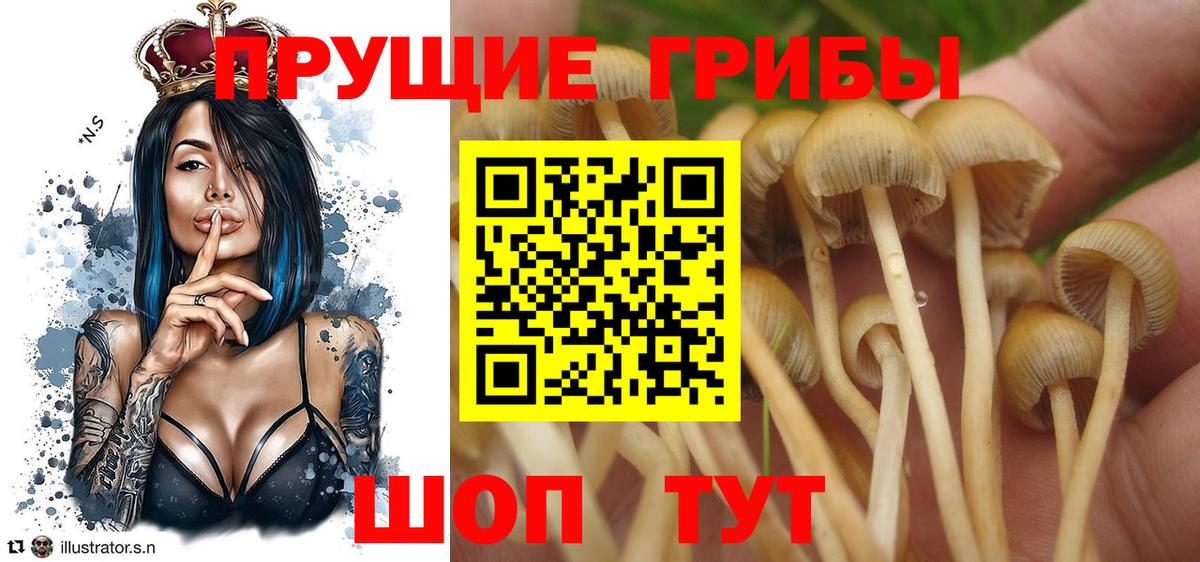 Псилоцибиновые грибы GOLDEN TEACHER Крымск
